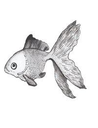 NoD Factory Illustration Fish